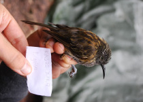 Yellow-breasted Boatbill