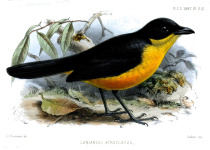 Yellow-breasted Boubou