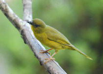 Yellow-breasted Brush Finch