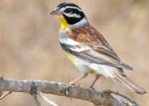 Yellow-breasted Bunting