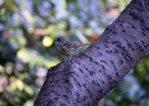 Yellow-breasted Bunting