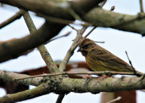 Yellow-breasted Bunting