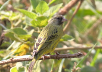 Yellow-breasted Canary