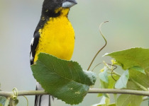 Yellow-breasted Chat