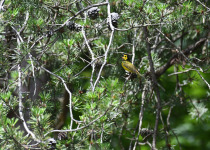 Yellow-breasted Chat