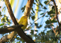 Yellow-breasted Flycatcher