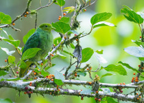 Yellow-breasted Fruit Dove