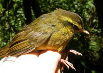 Yellow-breasted Warbler