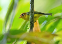 Yellow-breasted Warbler