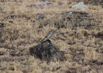 Yellow-bridled Finch