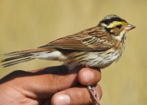 Yellow-browed Bunting