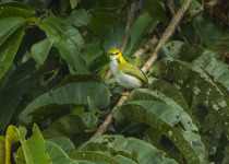 Yellow-browed Camaroptera