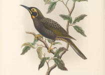 Yellow-browed honeyeater