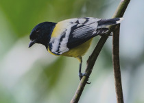 Yellow-browed tit