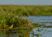 Yellow-browed tyrant