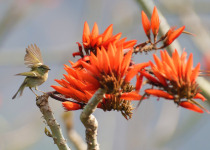 Yellow-browed Warbler