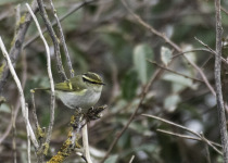 Yellow-browed Warbler