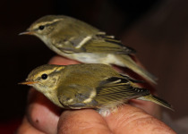 Yellow-browed Warbler