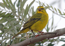 Yellow Canary
