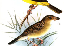 Yellow-capped Weaver