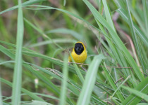 Yellow-capped Weaver