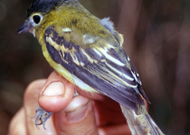 Yellow-cheeked Becard