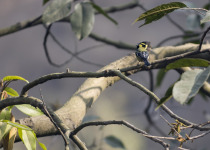 Yellow-cheeked Tit