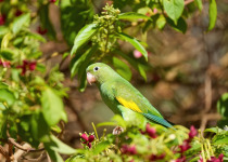Yellow-chevroned parakeet