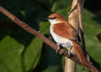 Yellow-chinned Spinetail