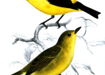 Yellow-collared Chlorophonia