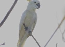 Yellow-crested Cockatoo