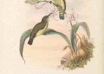 Yellow-crested Woodpecker