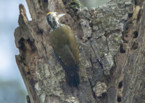 Yellow-crested Woodpecker