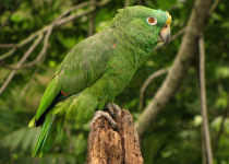 Yellow-crowned Amazon