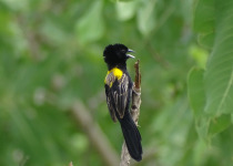 Yellow-crowned Bishop