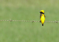Yellow-crowned Bishop