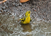 Yellow-crowned Canary