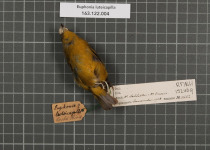 Yellow-crowned Euphonia