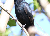 Yellow-crowned Gonolek