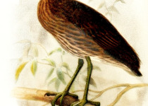 Yellow-crowned Night Heron