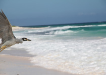 Yellow-crowned Night-Heron