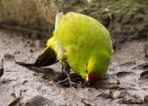 Yellow-crowned Parakeet