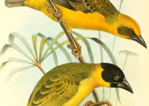 Yellow-crowned Weaver