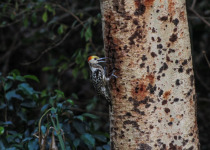 Yellow-crowned Woodpecker