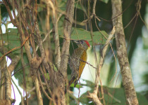 Yellow-crowned Woodpecker