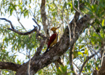 Yellow-crowned Woodpecker