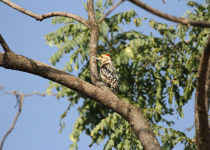 Yellow-crowned Woodpecker
