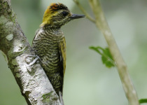 Yellow-eared Woodpecker