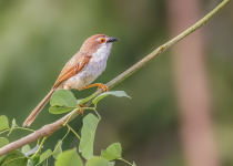Yellow-eyed Babbler