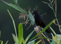 Yellow-eyed Blackbird